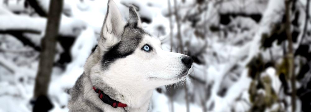 Köpeklerde Kış Bakımı Ve Kışın Dikkat Edilecek Konular