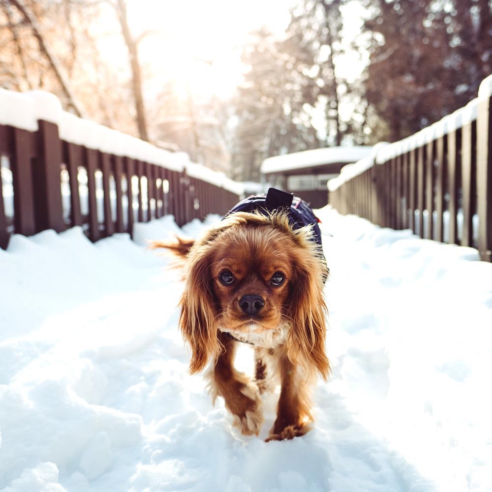 Köpeklerde Kış Bakımı Ve Kışın Dikkat Edilecek Konular