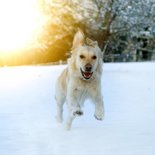 Köpeklerde Kış Bakımı Ve Kışın Dikkat Edilecek Konular