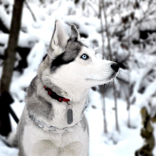 Köpeklerde Kış Bakımı Ve Kışın Dikkat Edilecek Konular