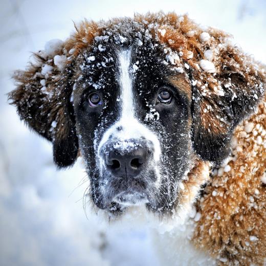 Köpeklerde Kış Bakımı Ve Kışın Dikkat Edilecek Konular